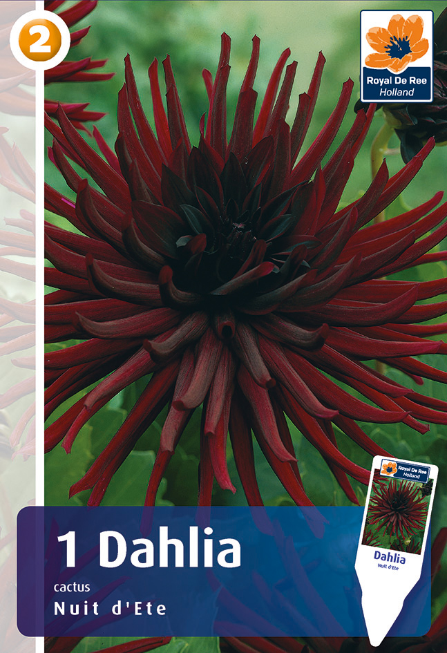 Dālija Nuit D'Ete 1 gab