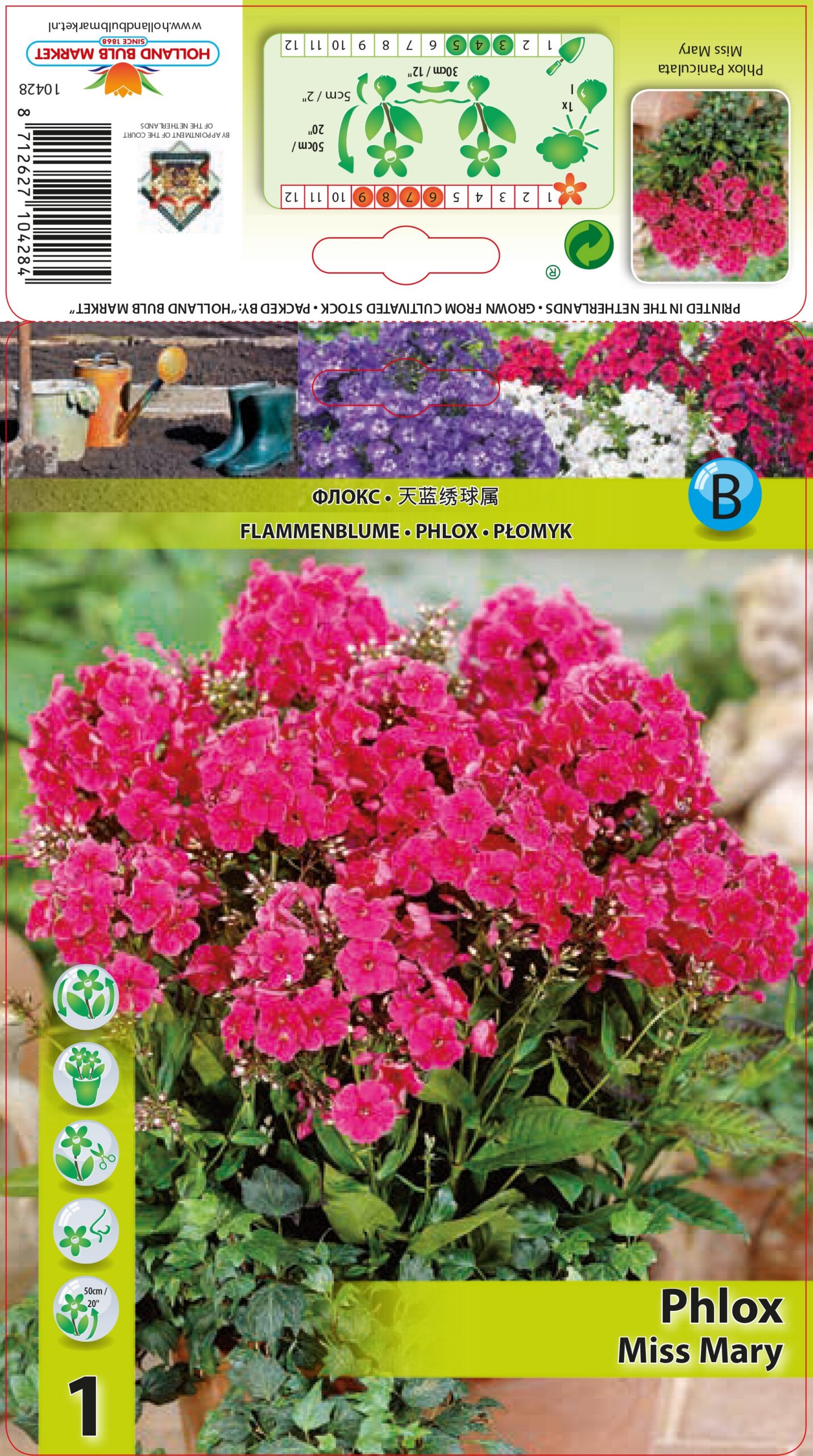 Floksis Miss Mary 1 gab