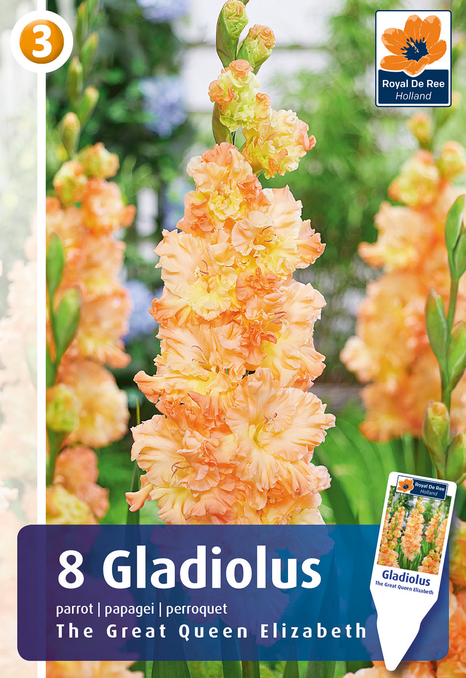 Gladiola Great Queen Elisabeth 8gab
