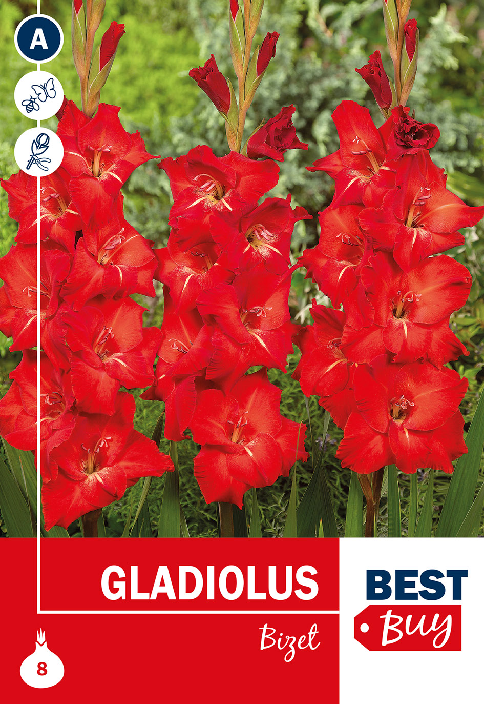 Gladiola Bizet 8 gab
