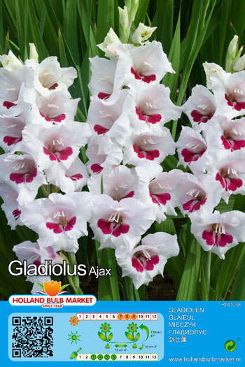 Gladiola Ajax 7 gab