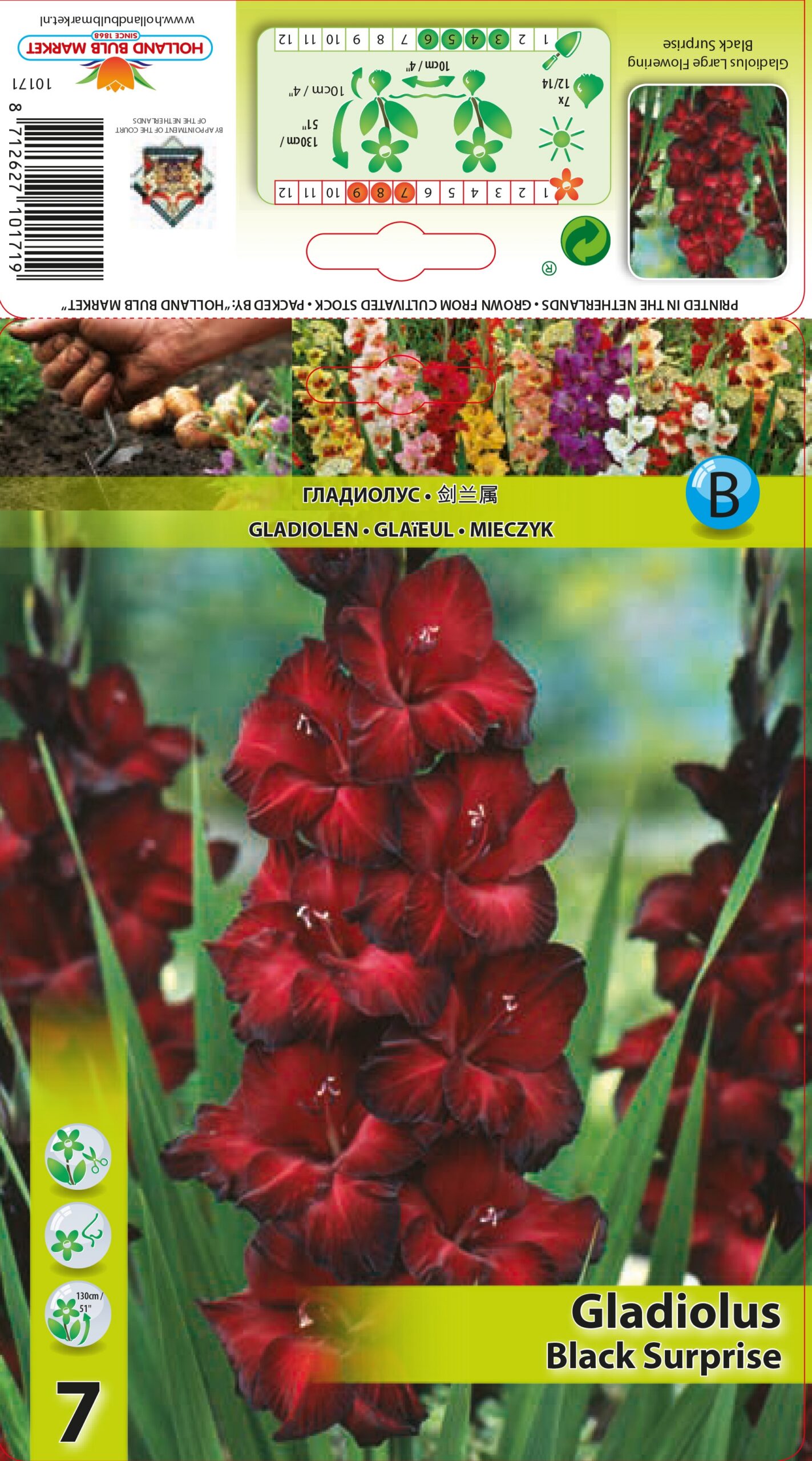 Gladiola Black Surprise 7 gab.