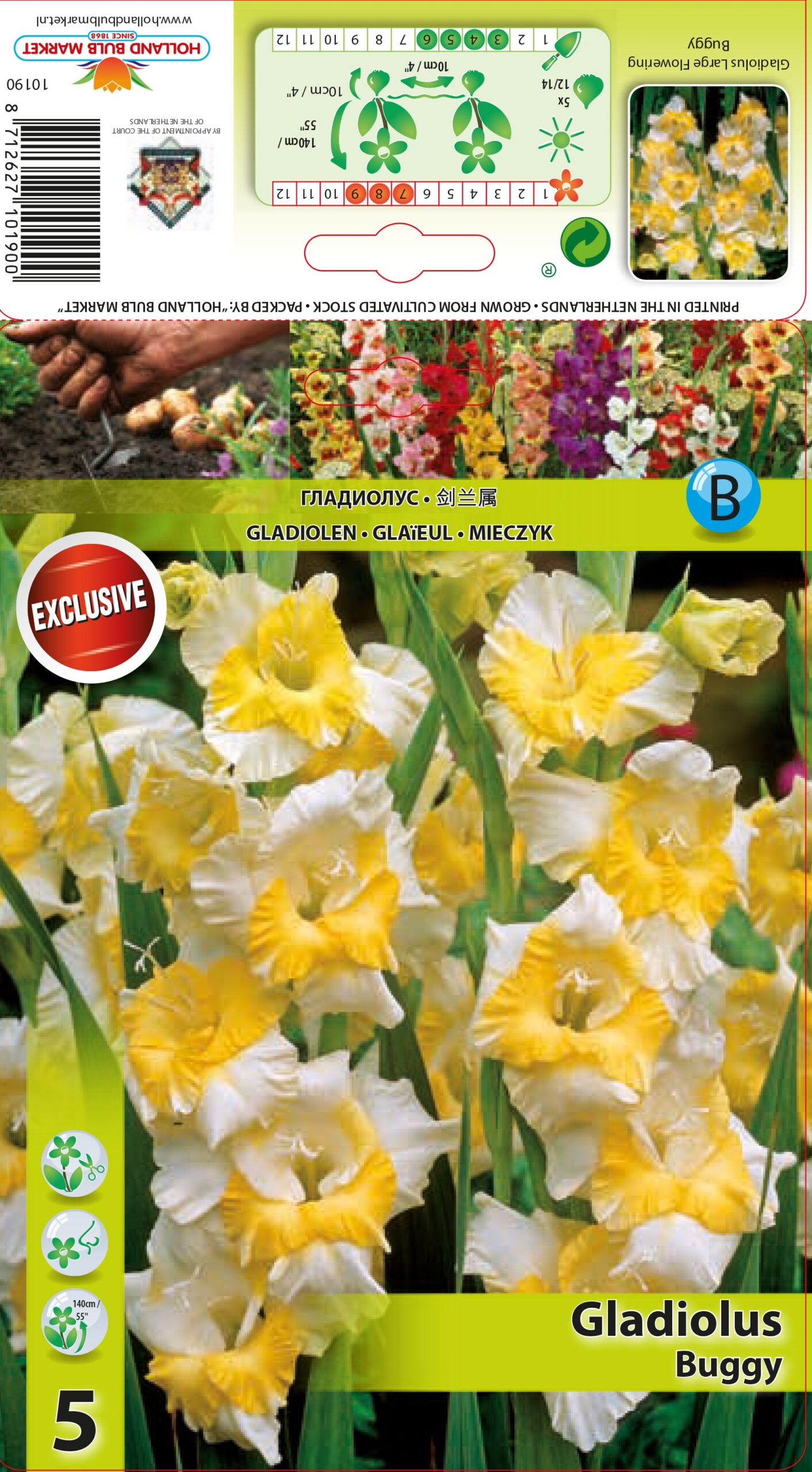 Gladiola Buggy 5 gab