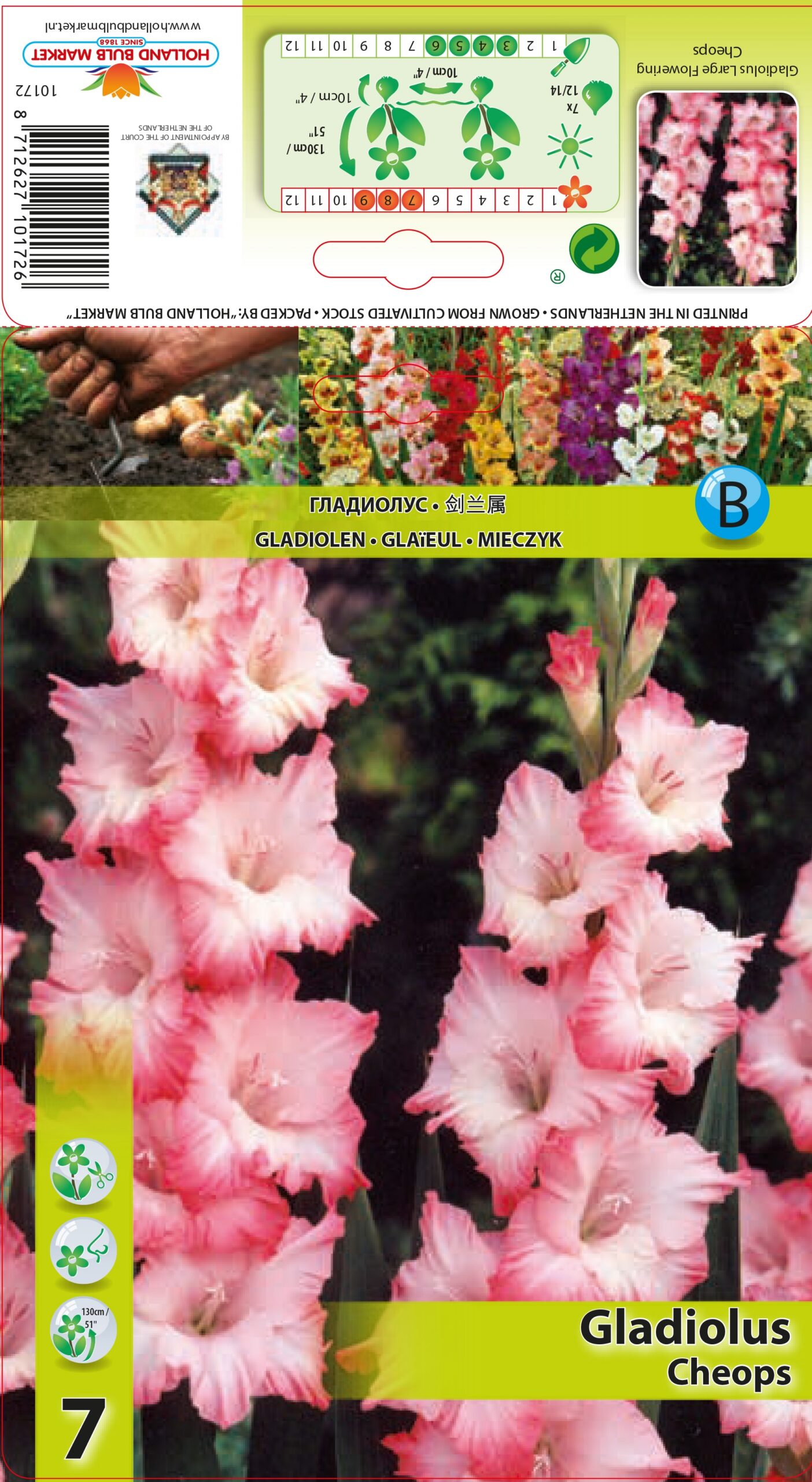 Gladiola Cheops 7 gab
