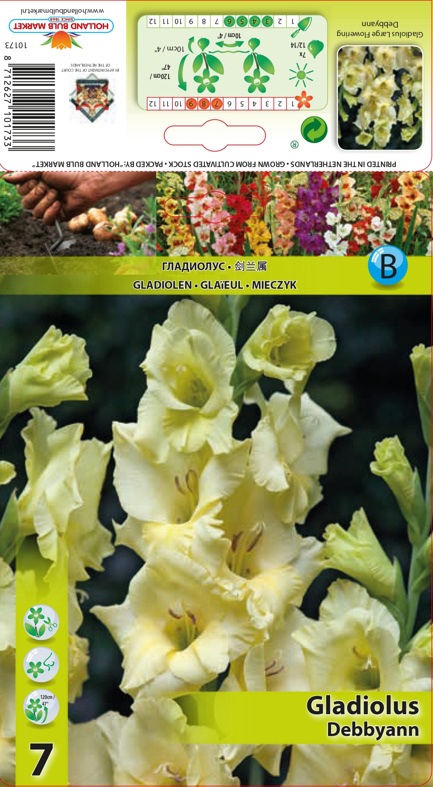 Gladiola Debbyann 7 gab