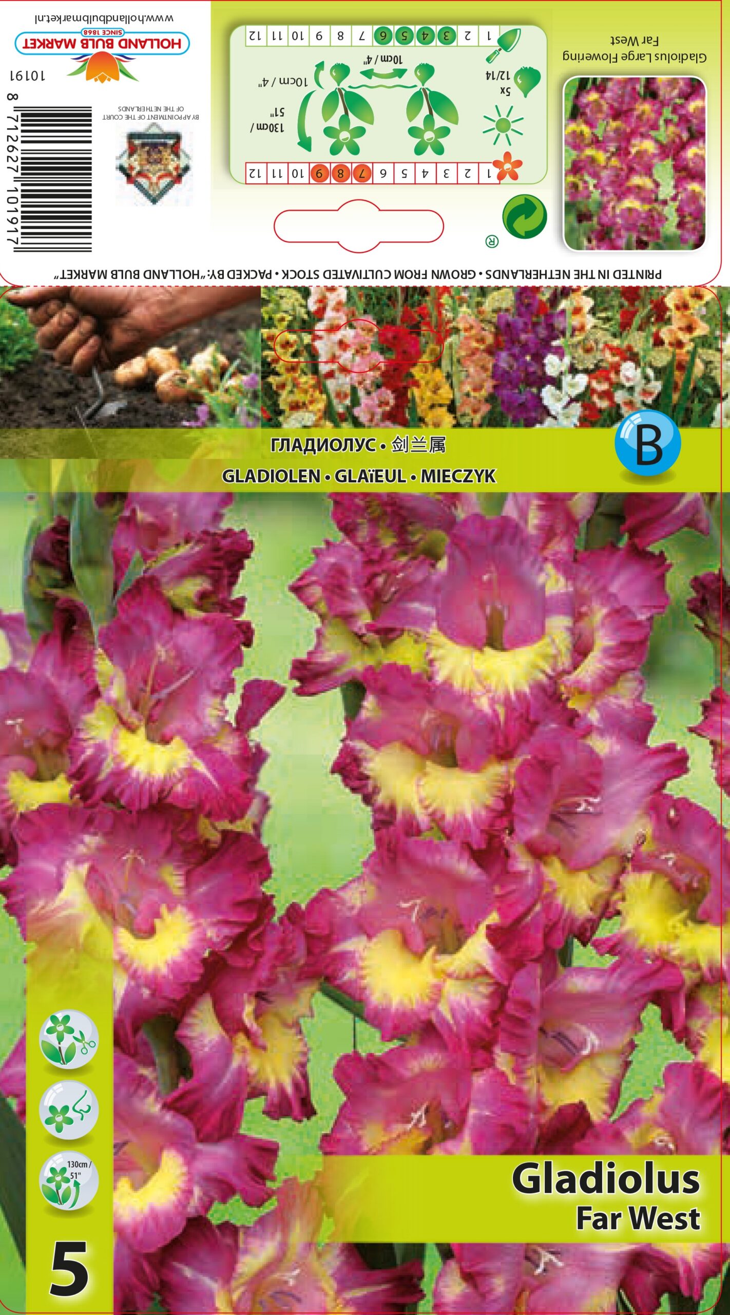 Gladiola Far West 5 gab
