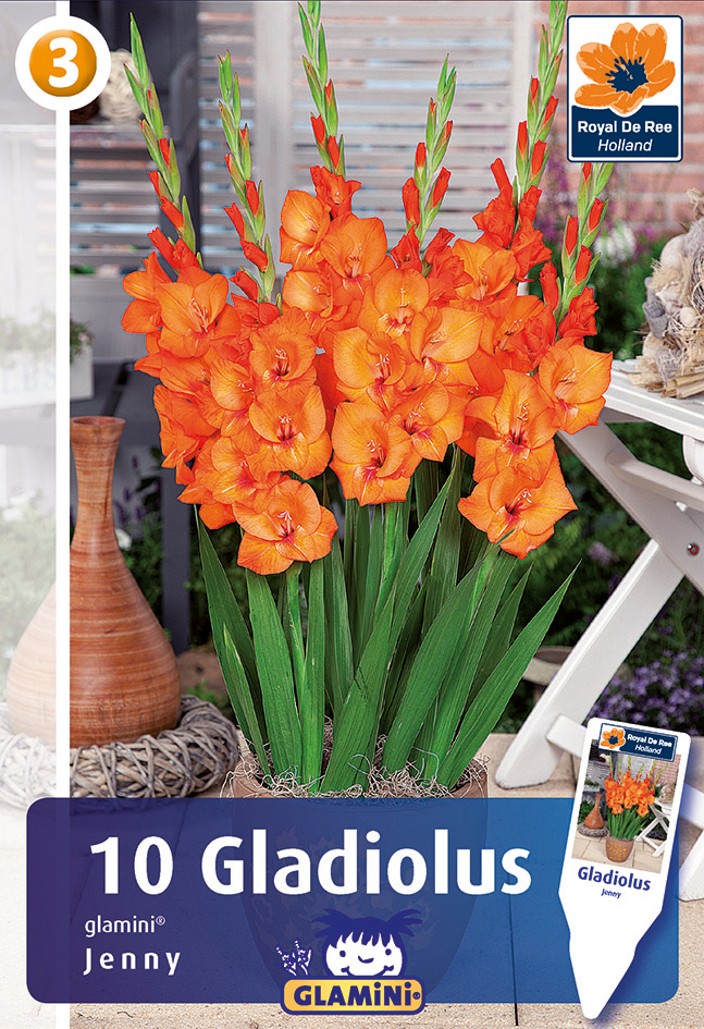 Gladiool Glamini Jenny 10 gab.