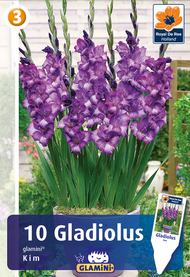 Gladiola Glamini Kim 10 gab