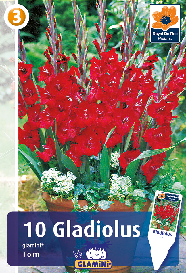 Gladiola Glamini Tom 10 gab