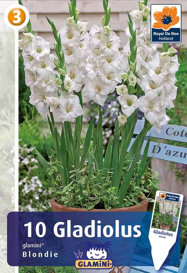 Gladiola Glamini Blondie 10 gab
