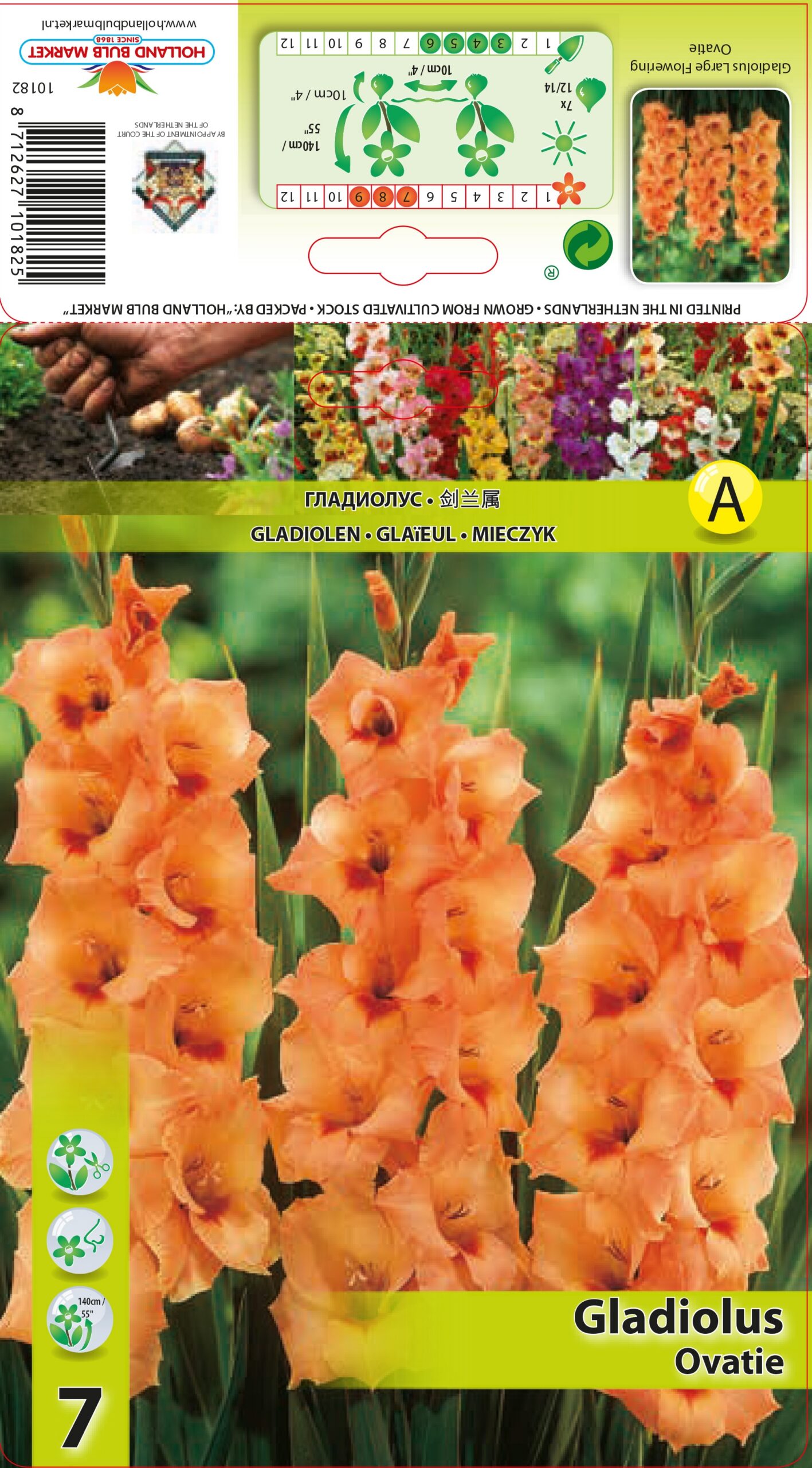 Gladiola Ovatie 7 gab