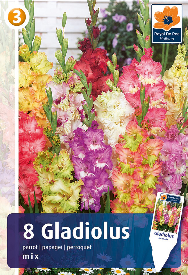 Gladiolu Parrot maisījums 8 gab