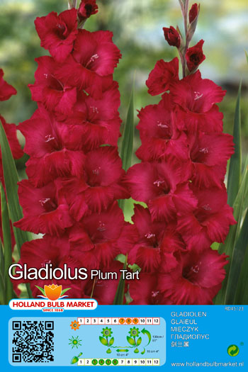 Gladiola Plum Tart 1 gab