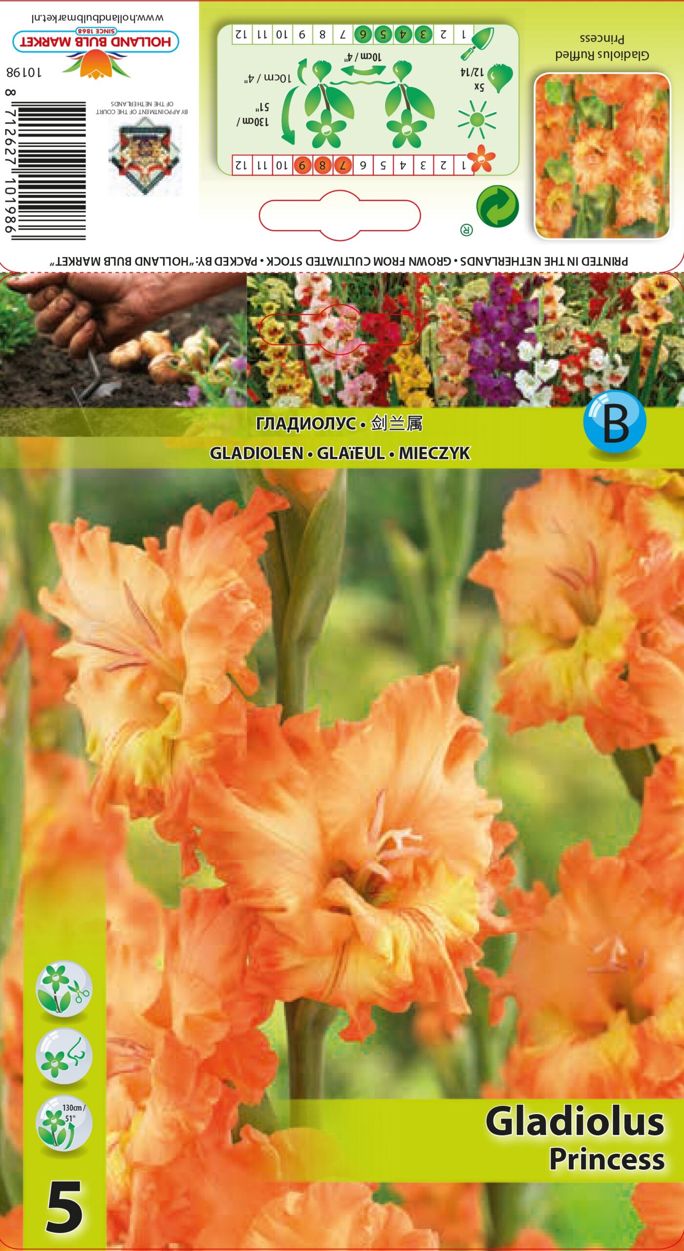 Gladiola Princess 5 gab