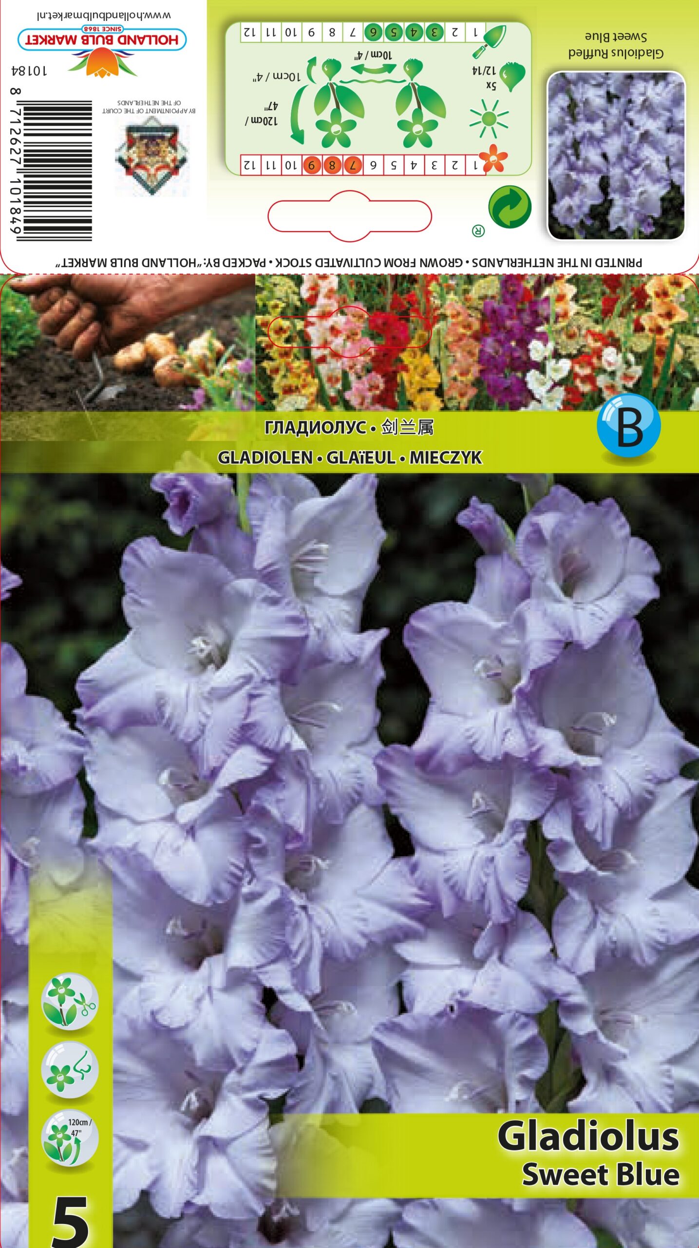 Gladiola Sweet Blue 5 gab