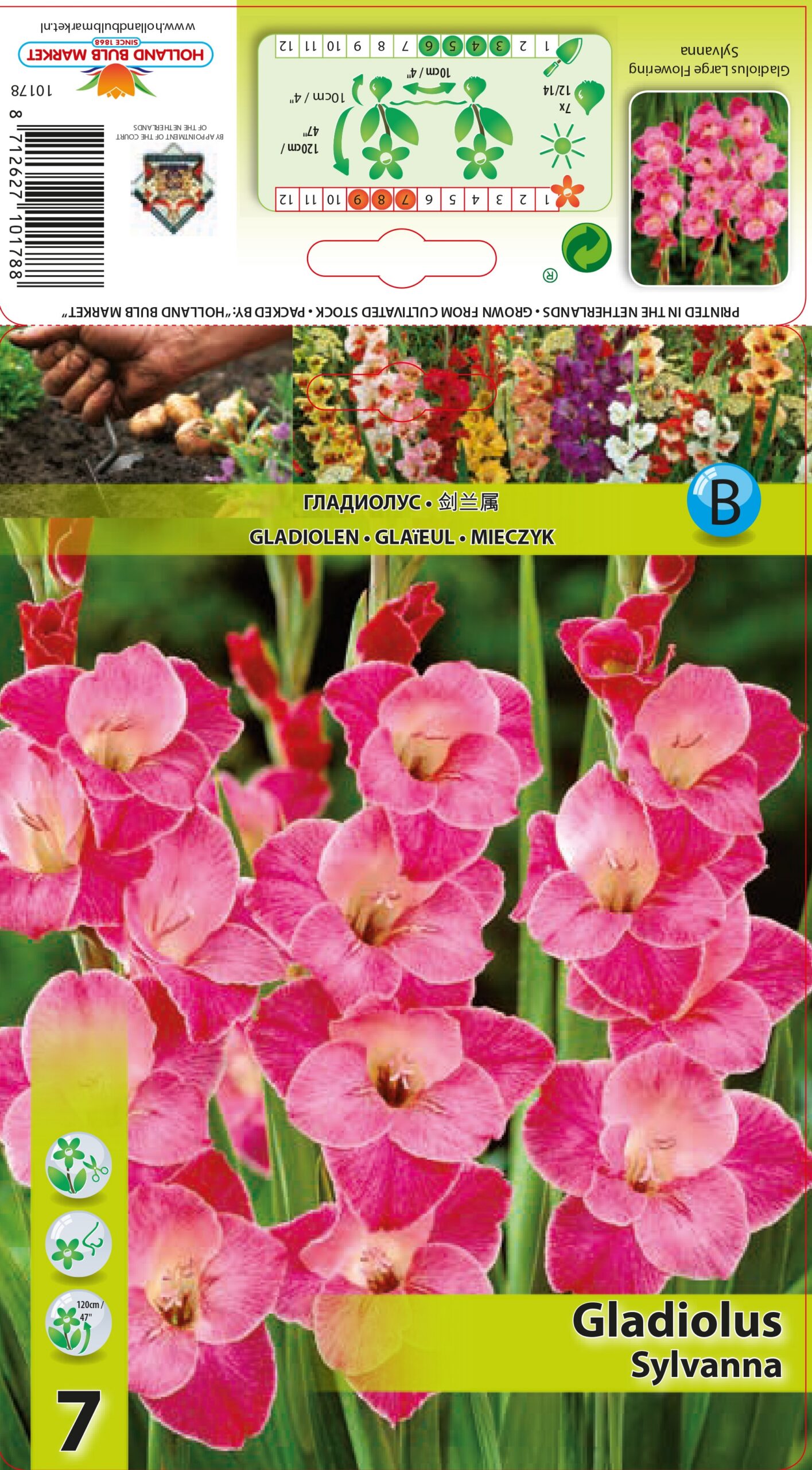 Gladiola Sylvanna 7 gab