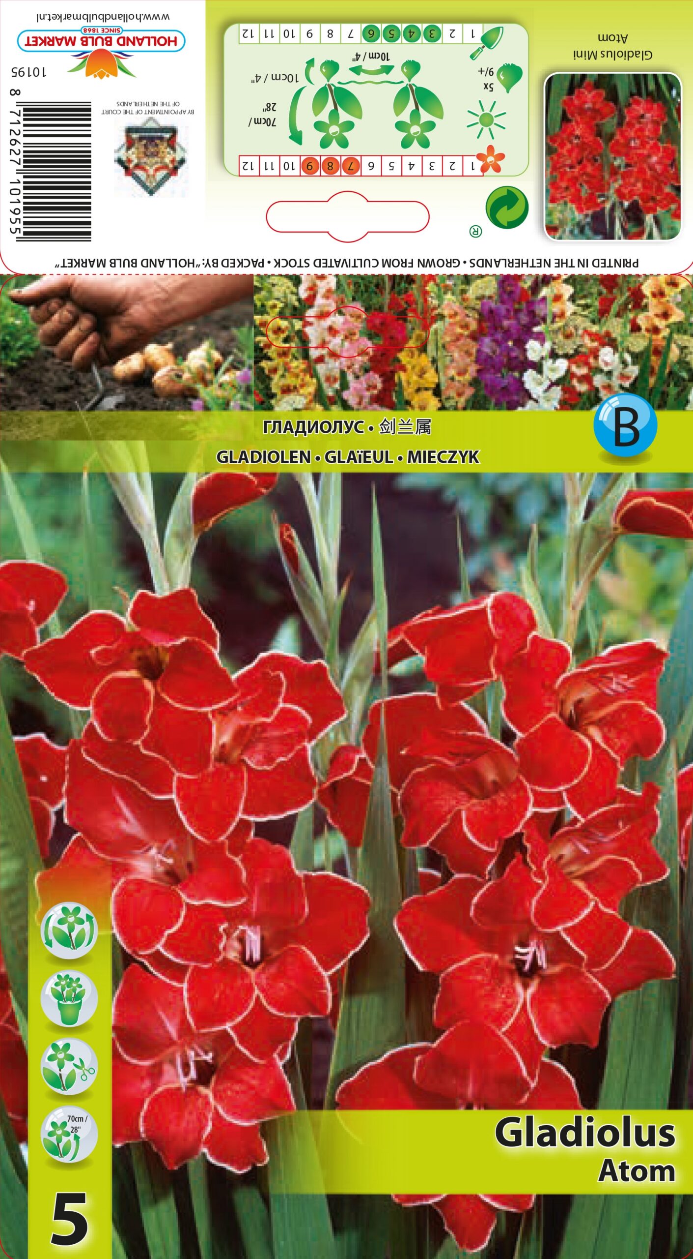 Gladiola mini Atom 5 gab