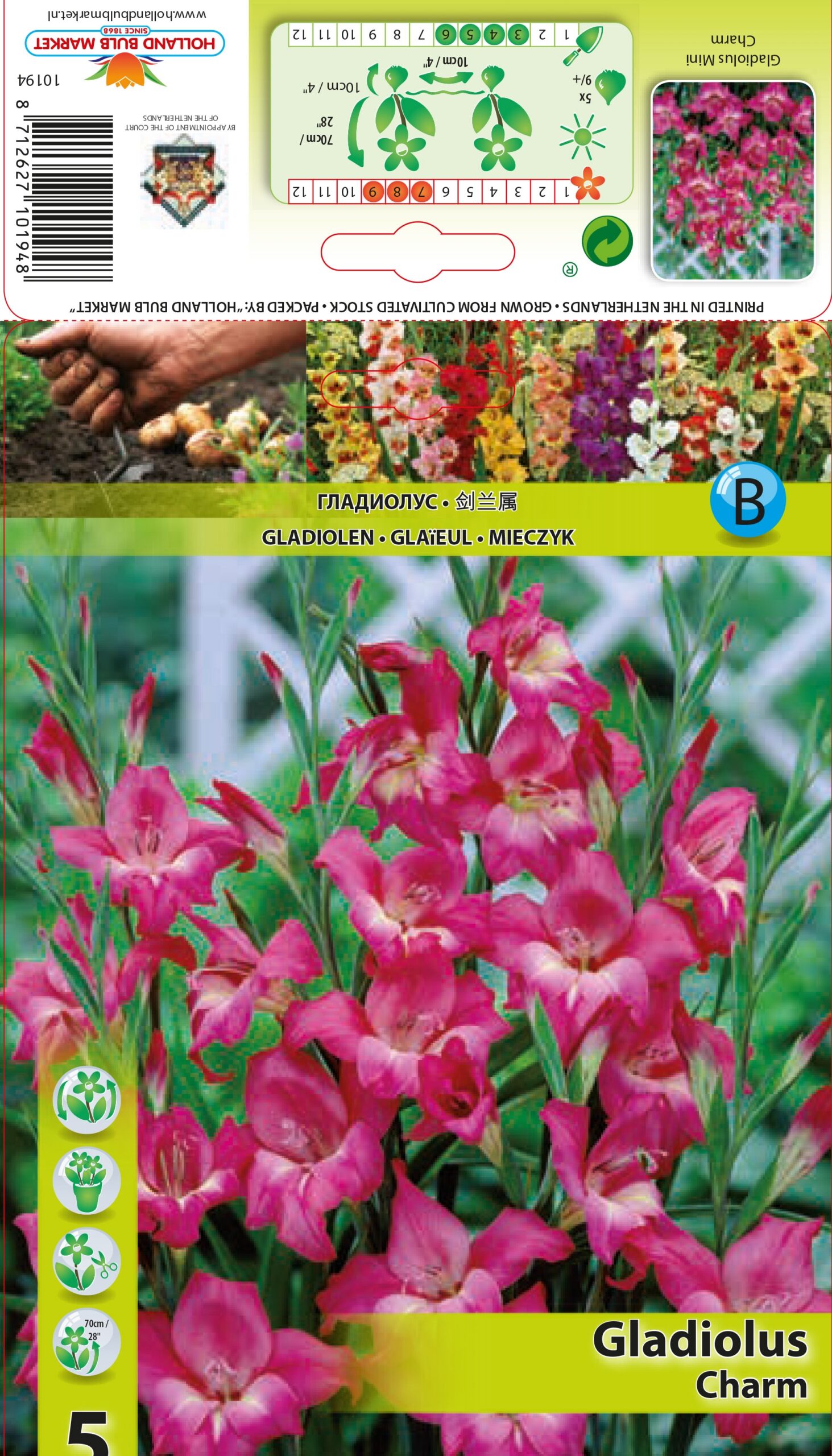 Gladiola Mini Charm 5 gab