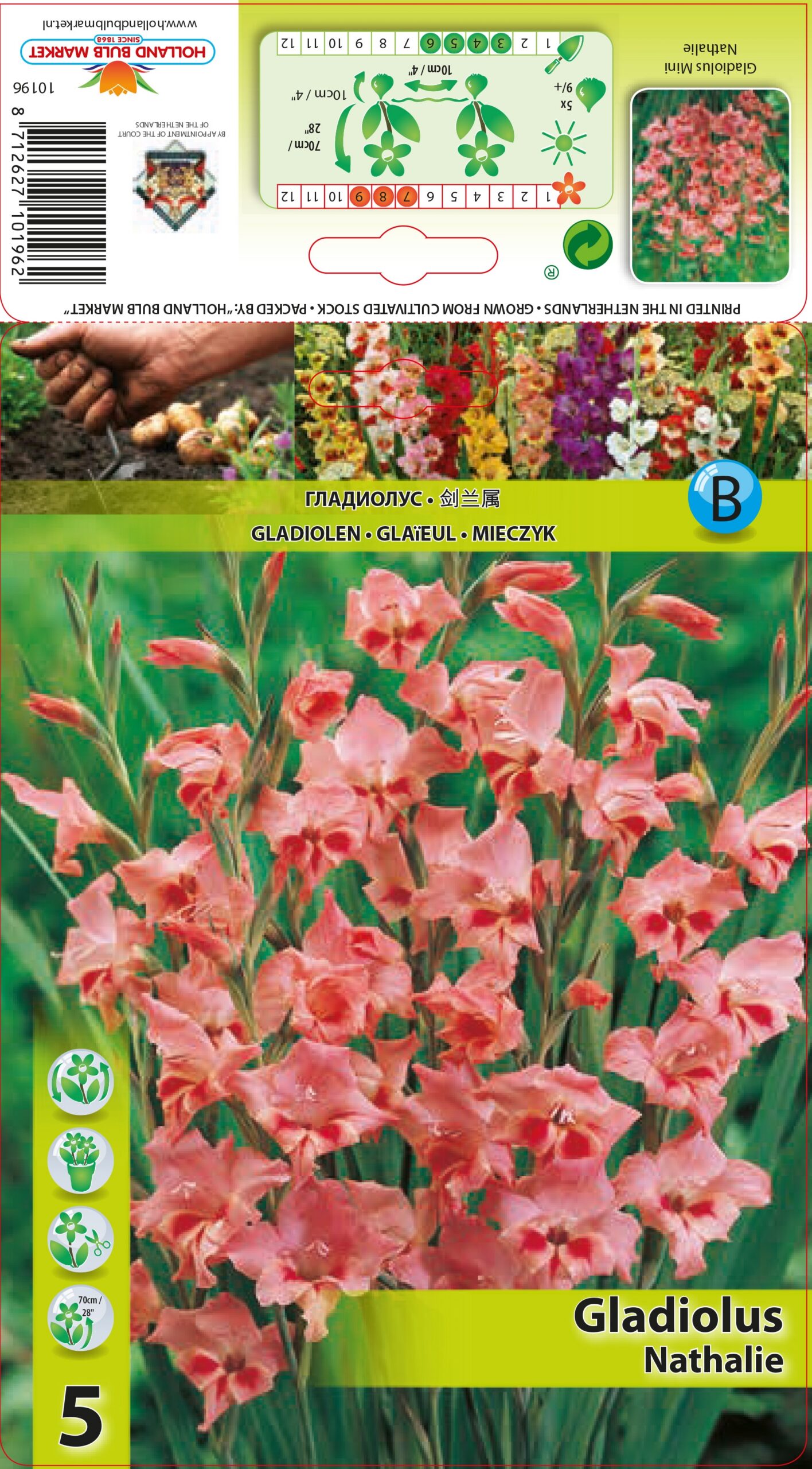 Gladiola Mini Nathalie 5 gab