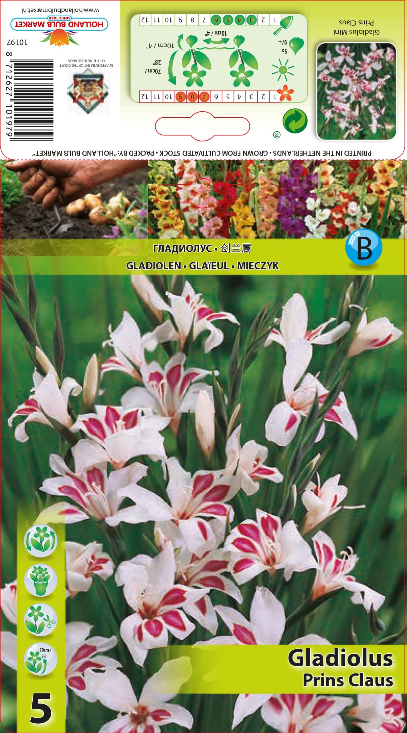 Gladiola Mini Prins Claus 5 gab