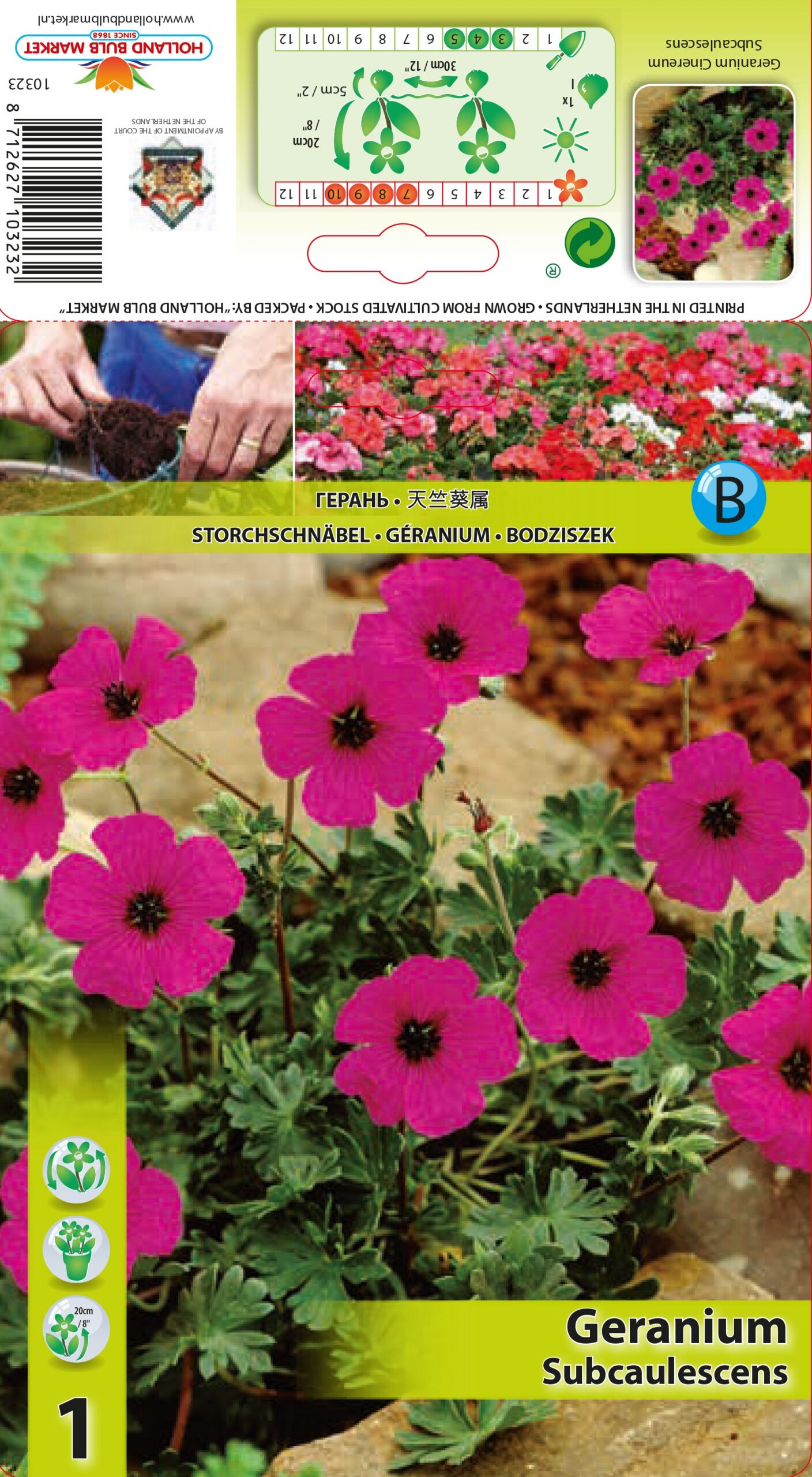 Gandrene Subcaulescens 1 gab