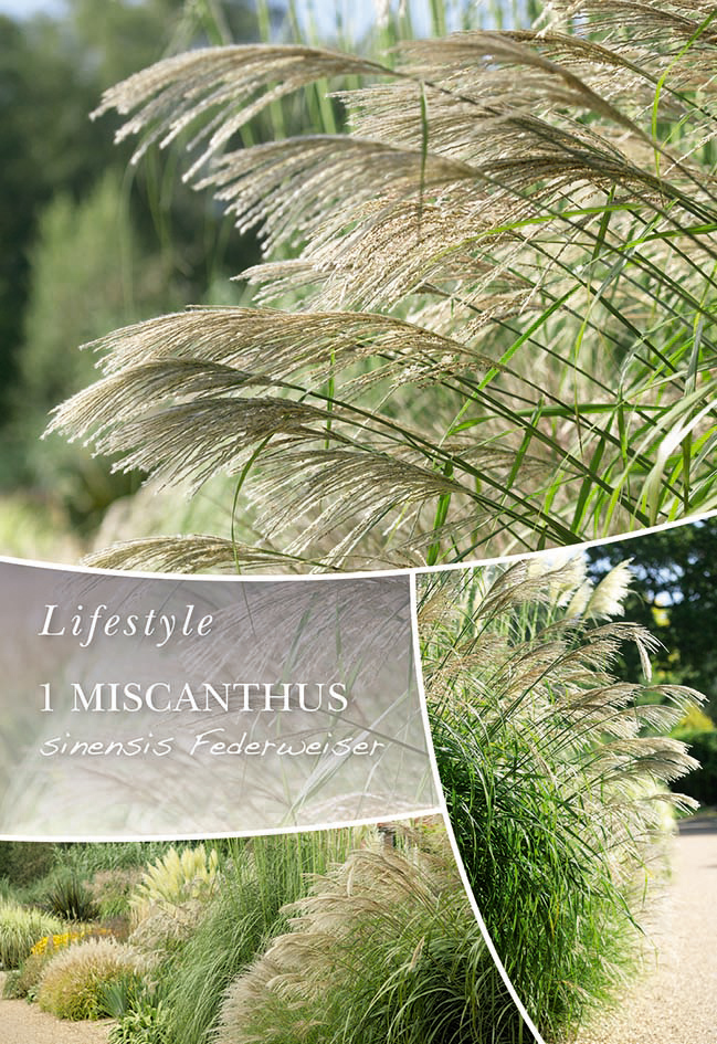 Ķīnas Miskante Federweiser 1 gab