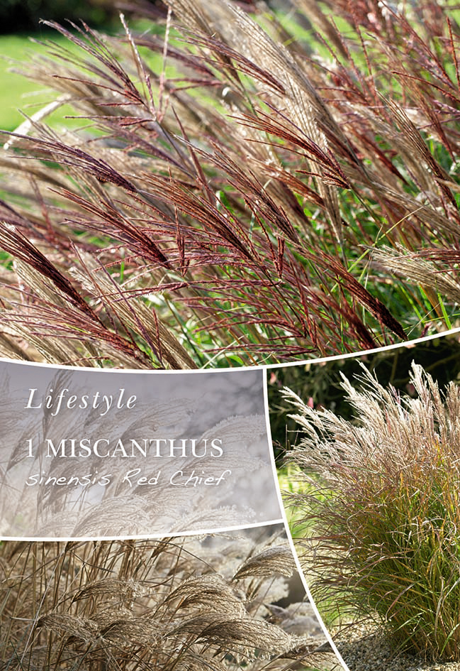 Ķīnas Miskante Red Chief 1 gab