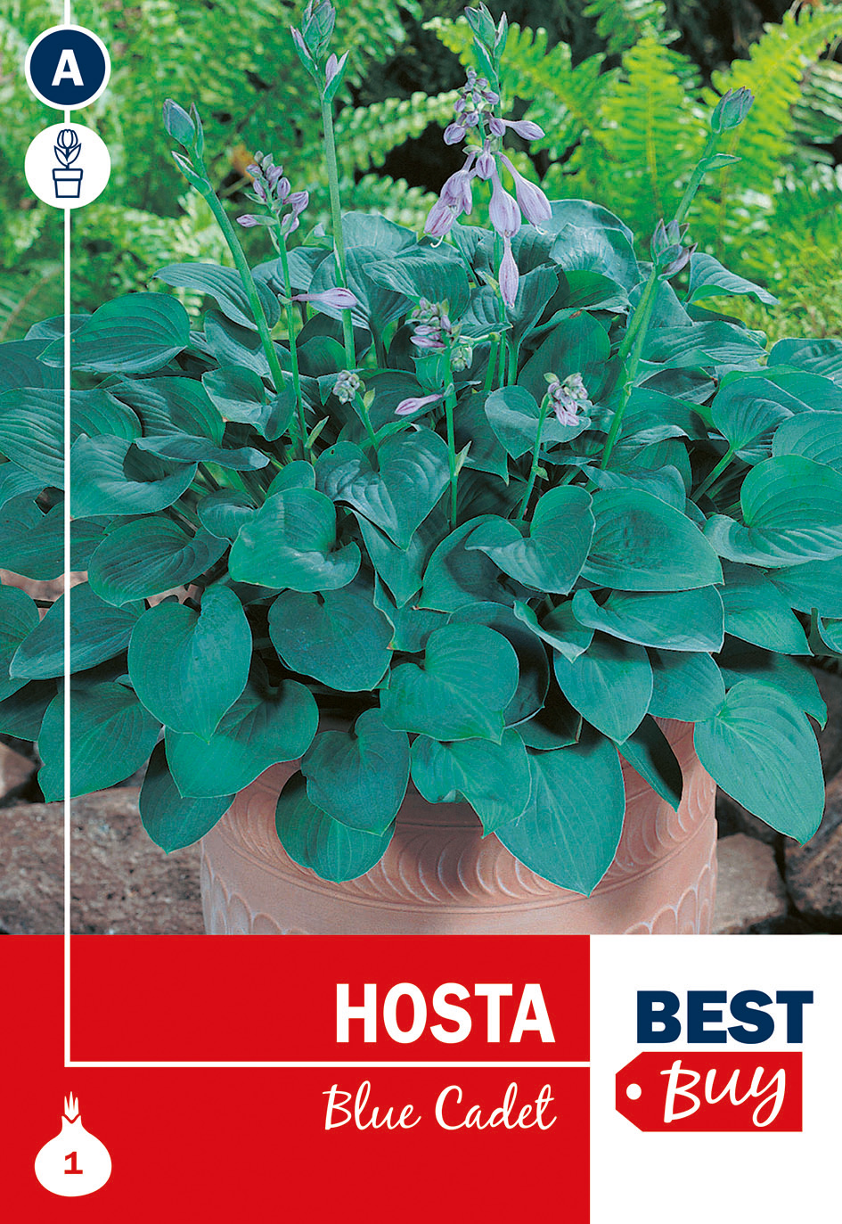 Hosta Blue Cadet 1 gab