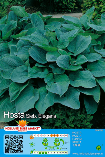 Hosta Elegans 1 gab