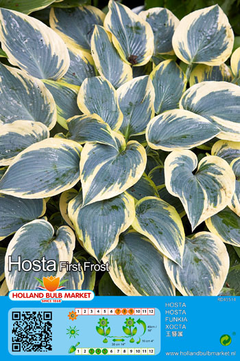 Hosta First Frost 1 gab