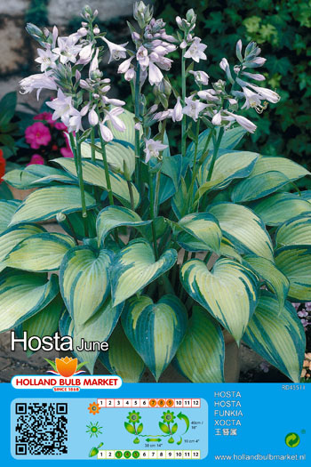 Hosta June 1 gab