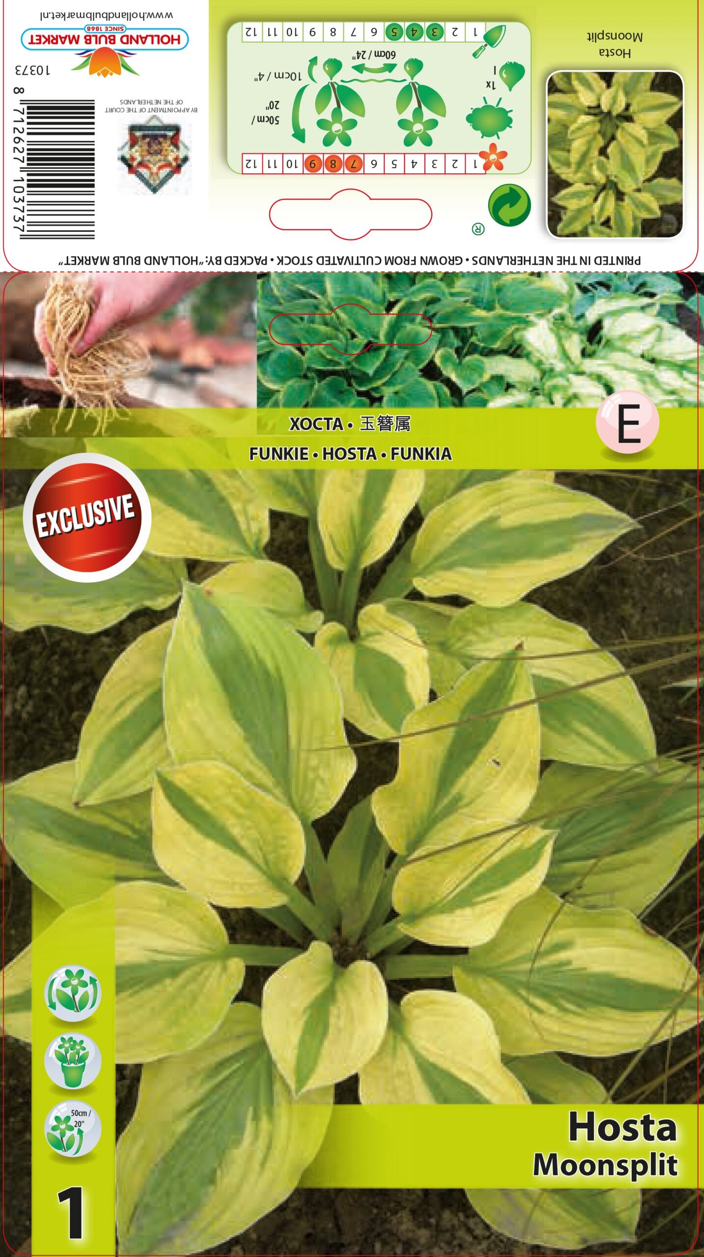 Hosta Moonsplit 1 gab