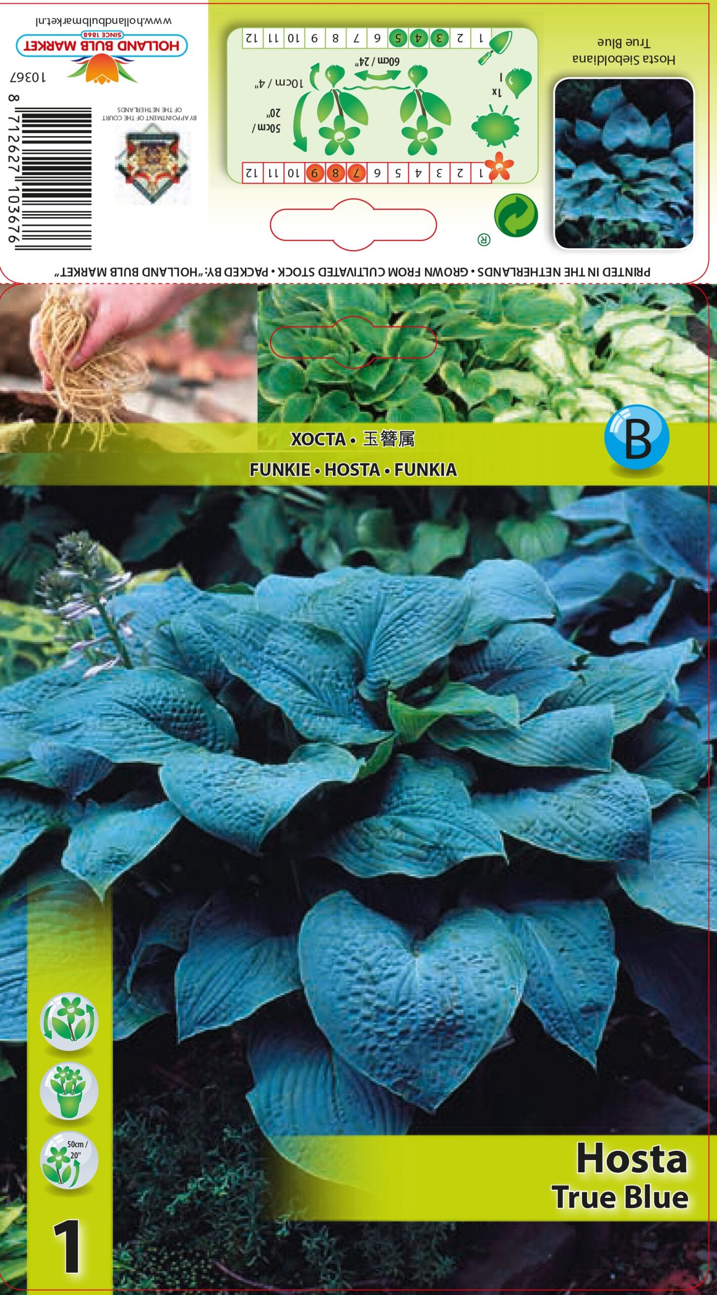 Hosta True Blue 1 gab