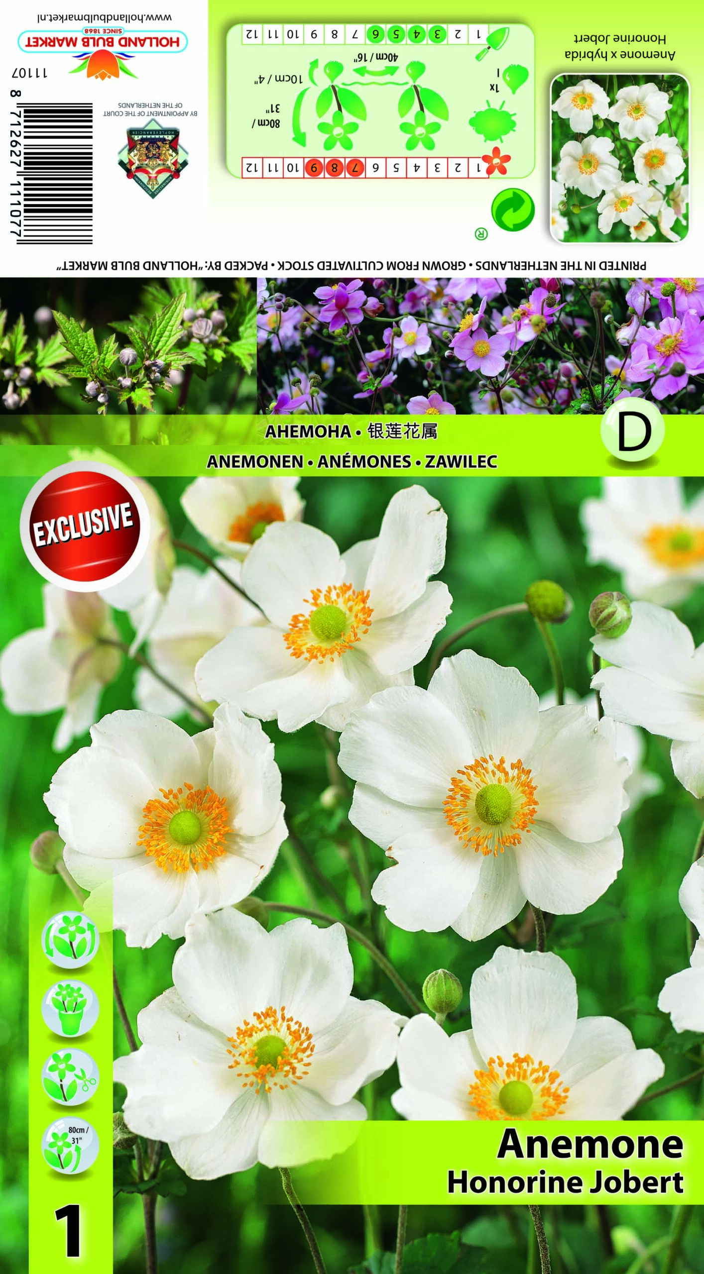 Hibrīdā Anemone Honorine Jobert 1 gab