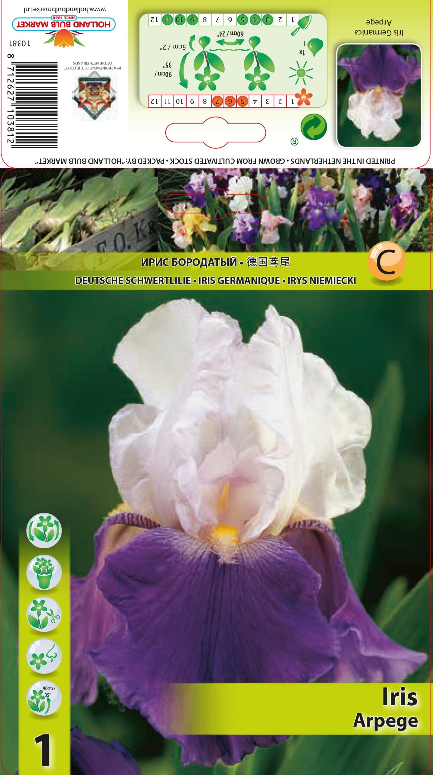 Bārdainais Īriss Arpege 1 gab