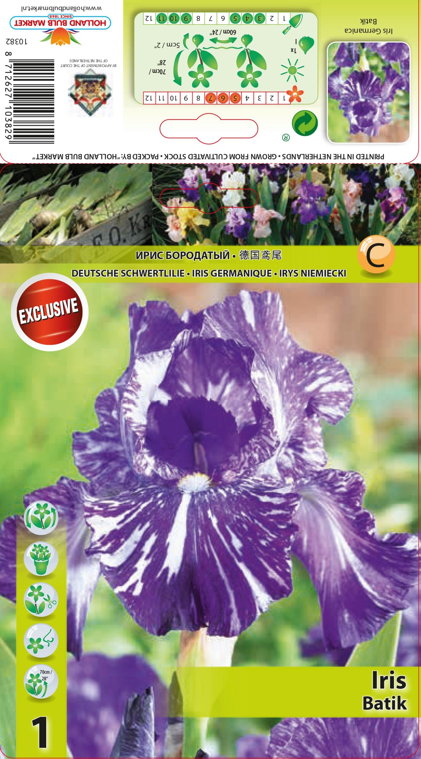 Bārdainais Īriss Batik 1 gab