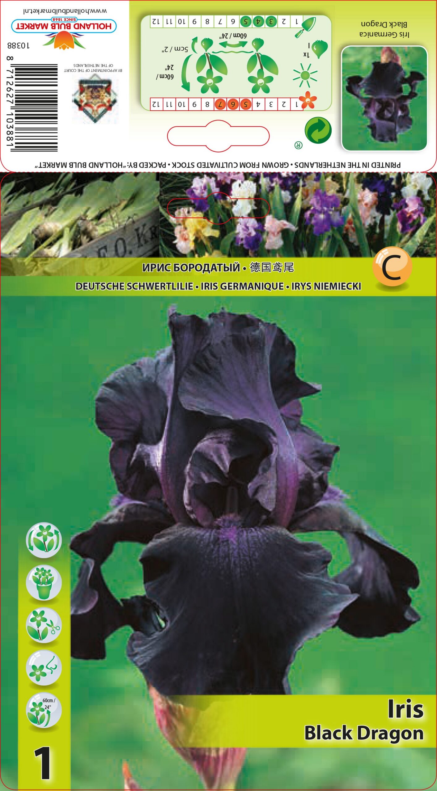 Bārdainais Īriss Black Dragon 1 gab