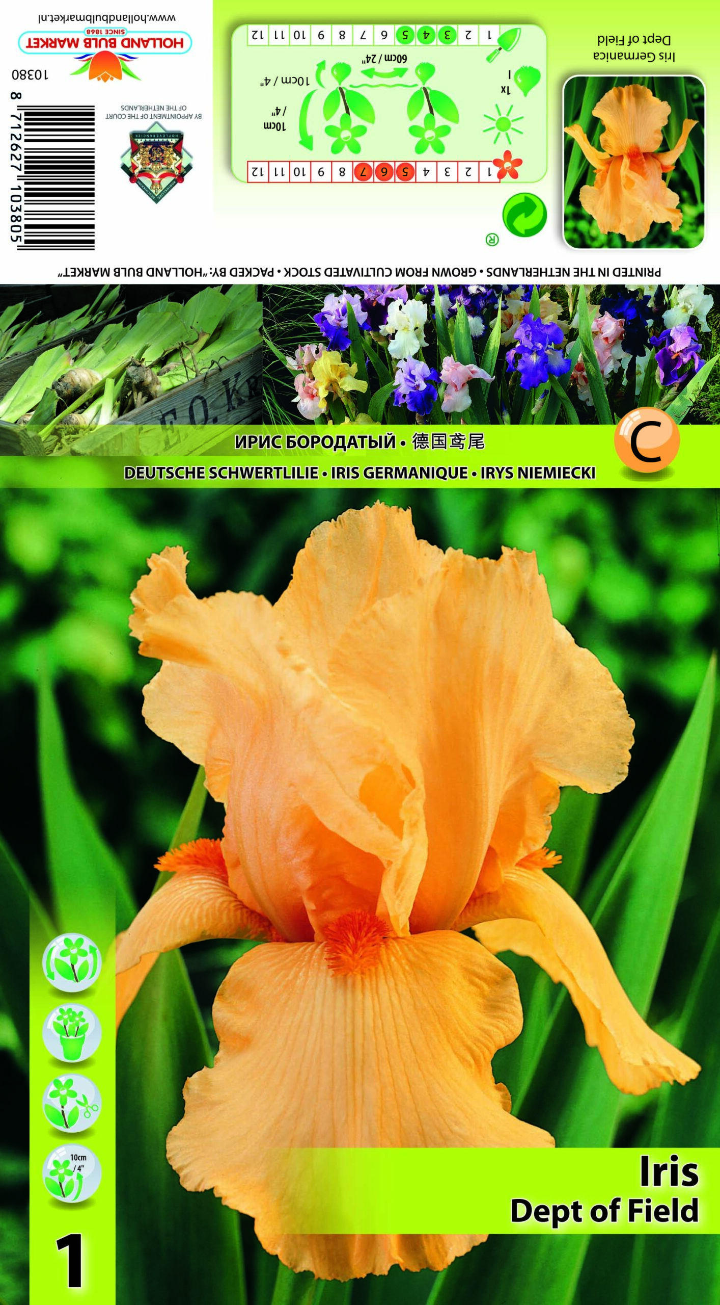 Bārdainais Īriss Dept of Field 1 gab