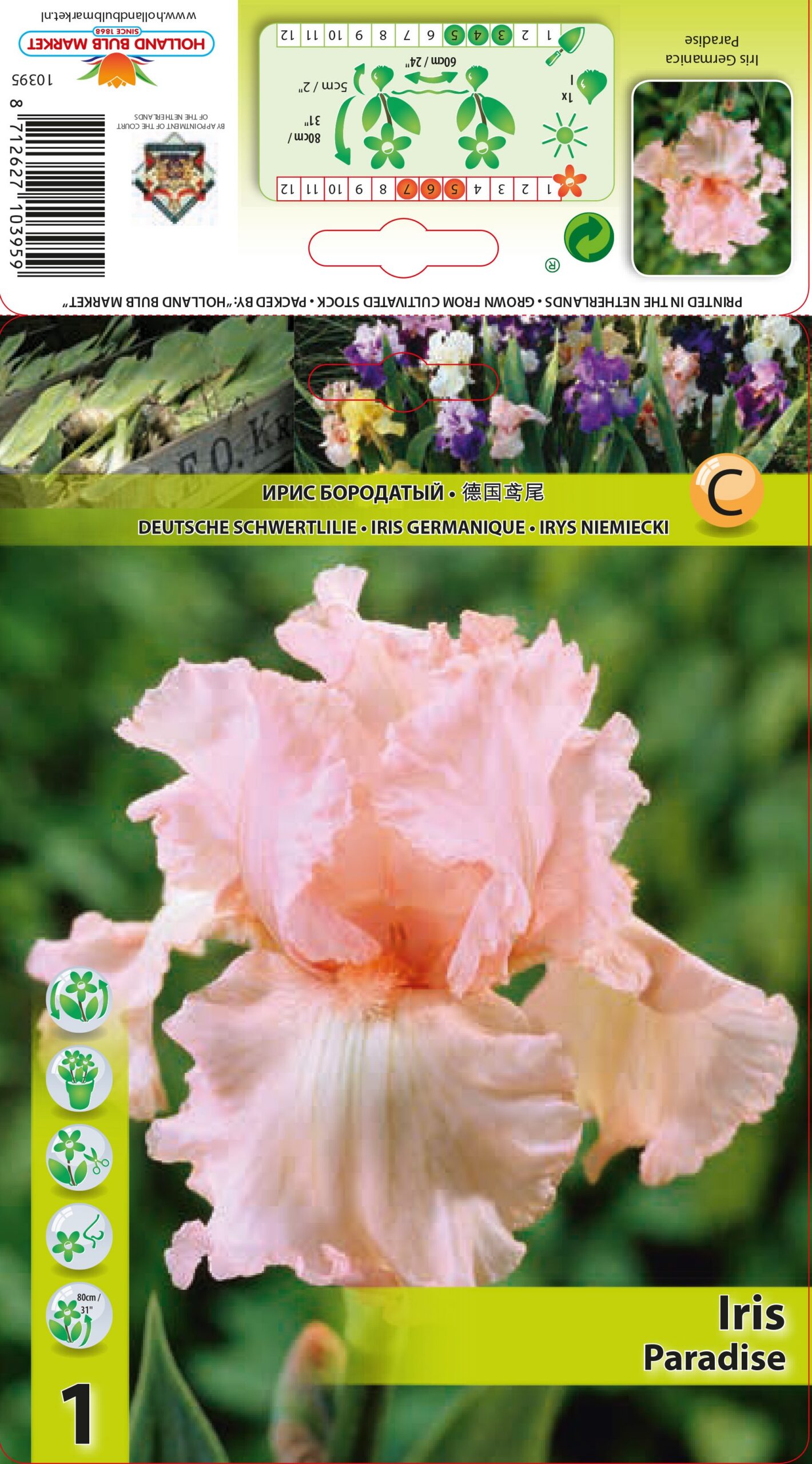 Bārdainais Īriss Paradise 1 gab
