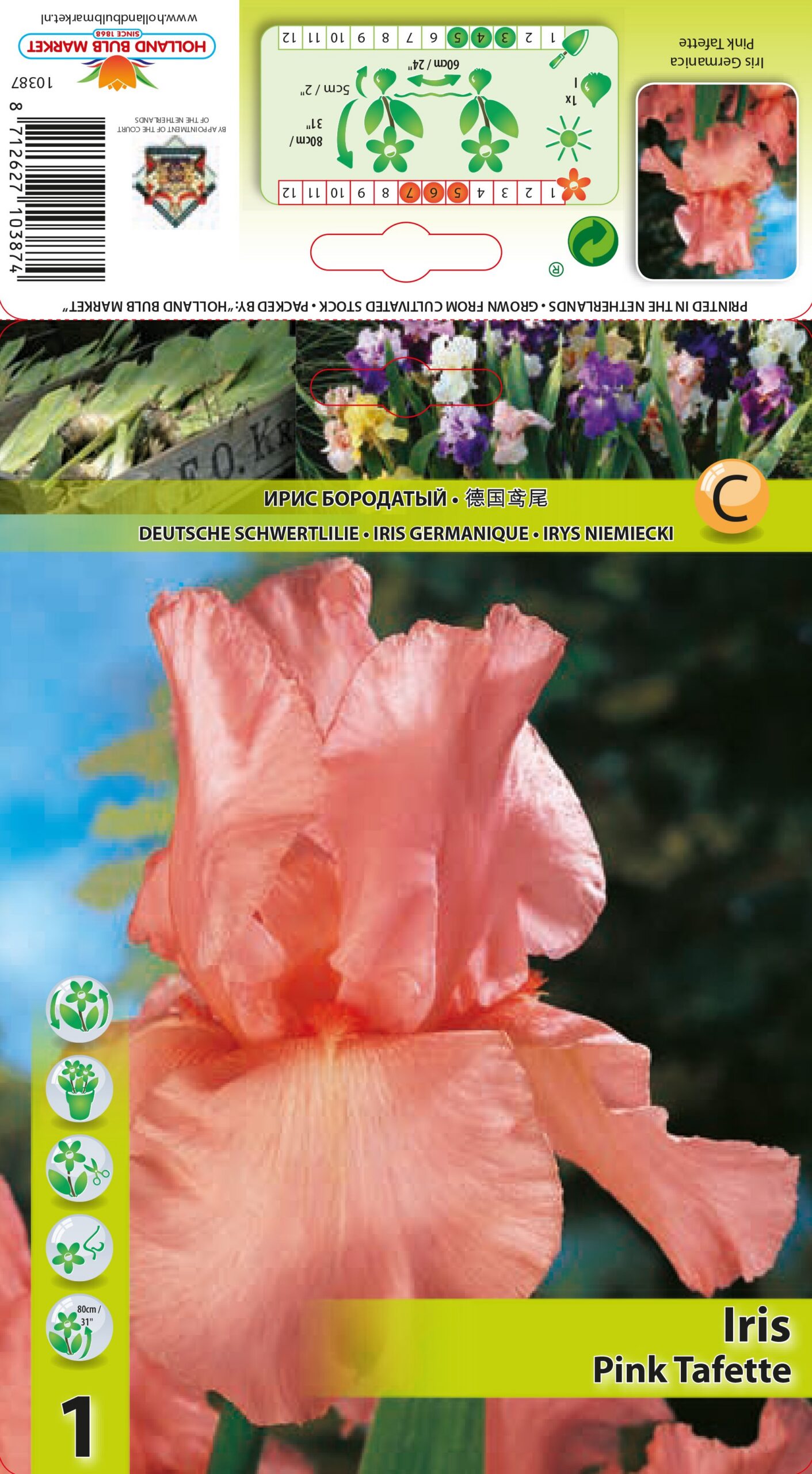 Bārdainais Īriss Pink Taffete 1 gab