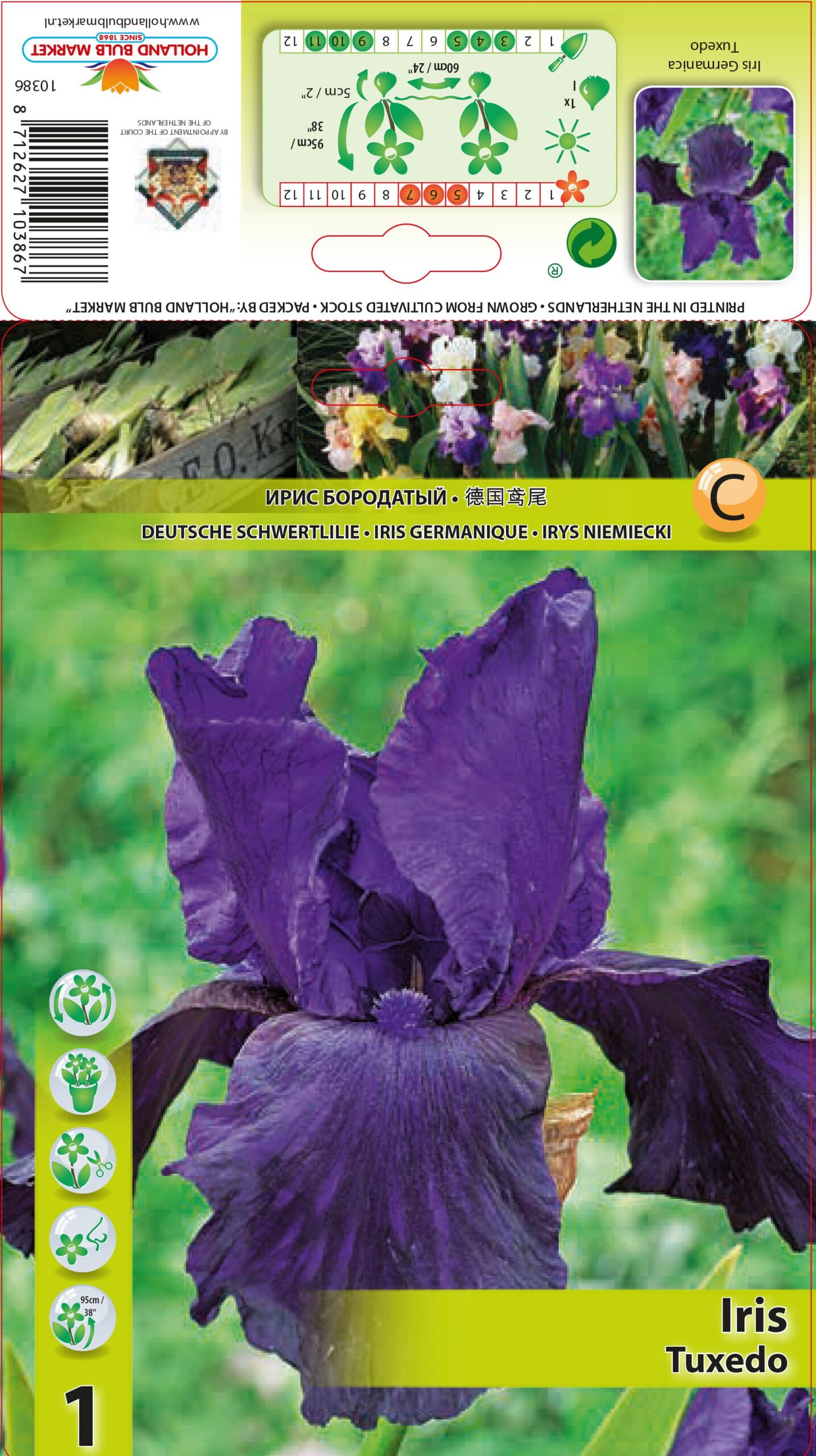 Bārdainais Īriss Tuxedo 1 gab