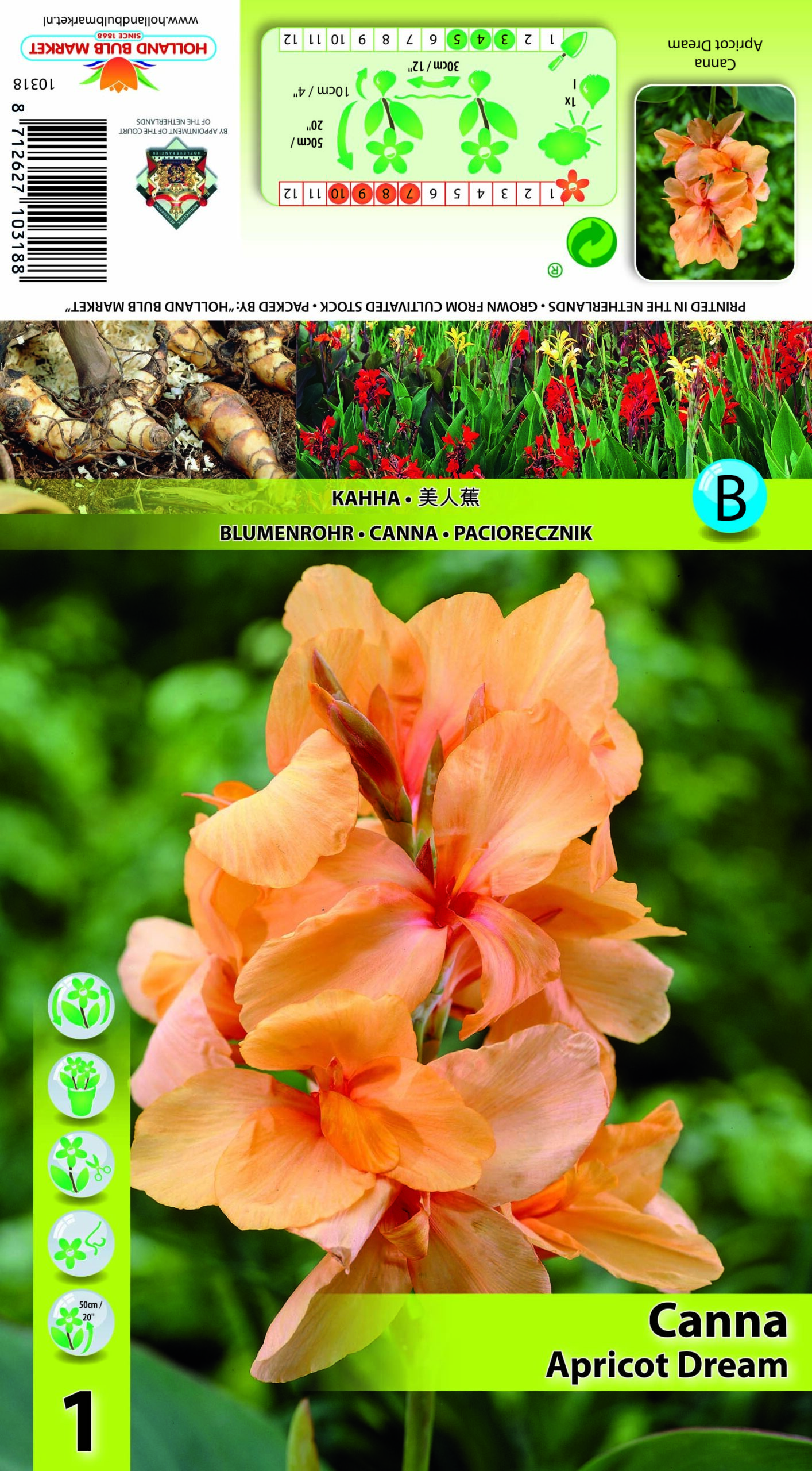 Kanna Apricot Dream 1 gab