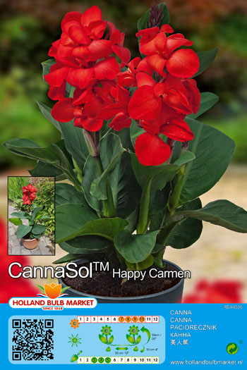 Kanna Cannasol Happy Carmen 1 gab