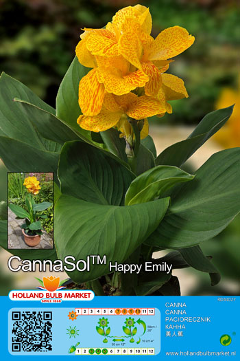 Kanna Cannasol Happy Emily 1 gab