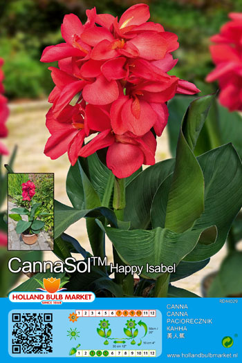 Kanna Cannasol Happy Isabel 1 gab