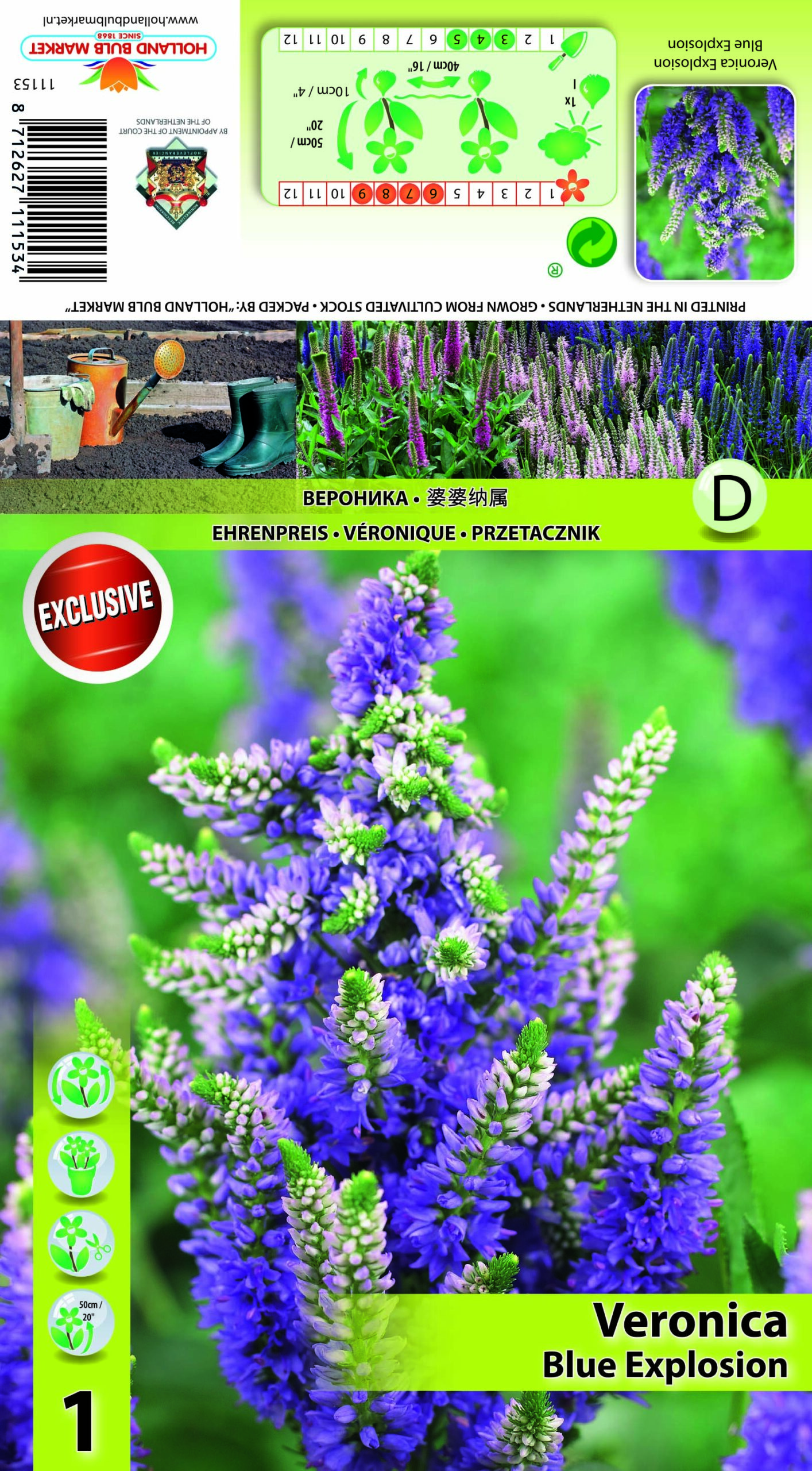 Vārpu Veronika Blue Explosion 1 gab