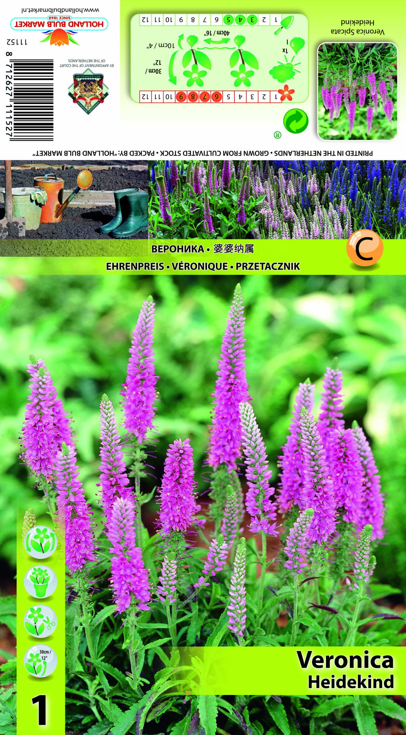 Vārpu Veronika Heidekind 1 gab