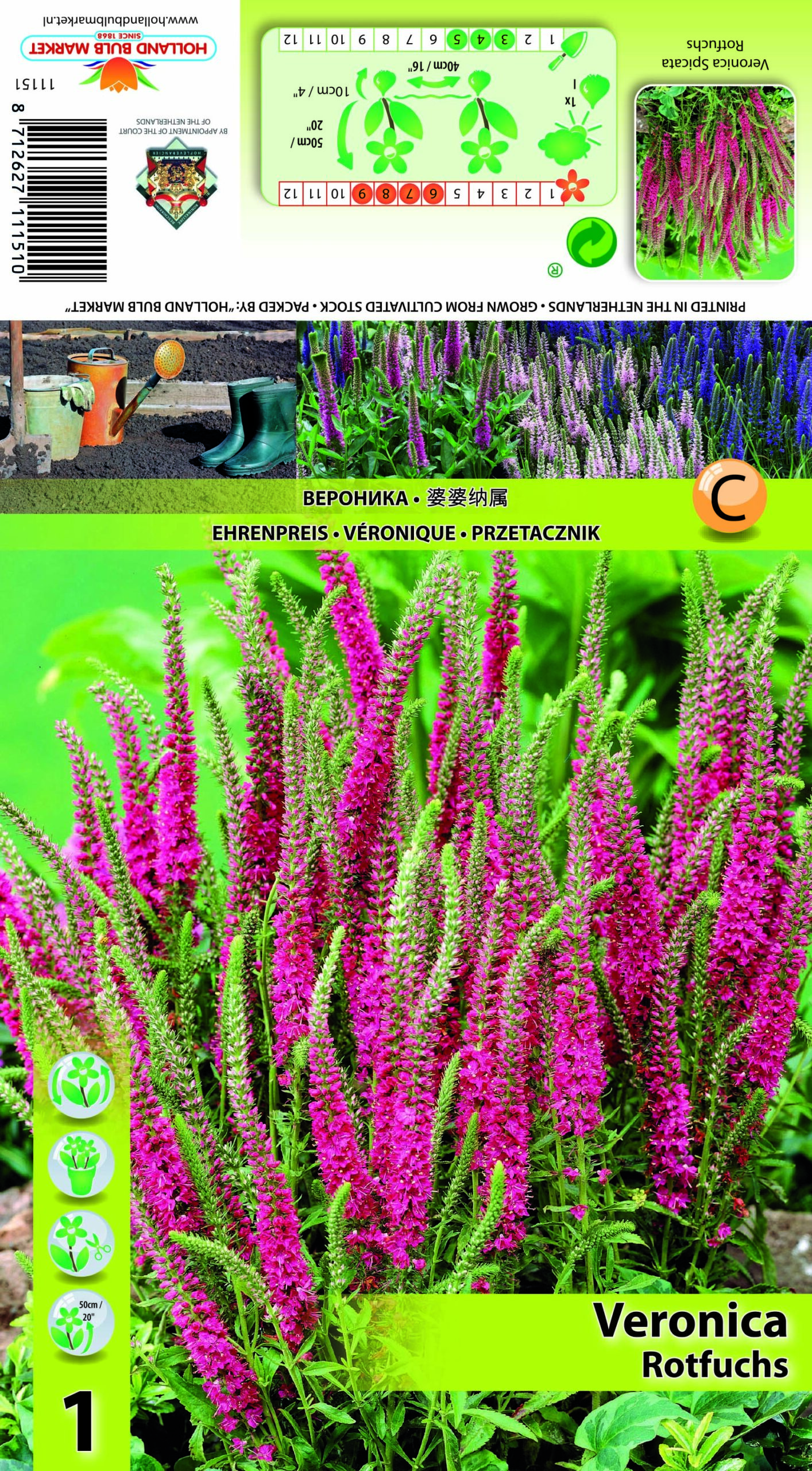 Vārpu Veronika Rotfuchs 1 gab