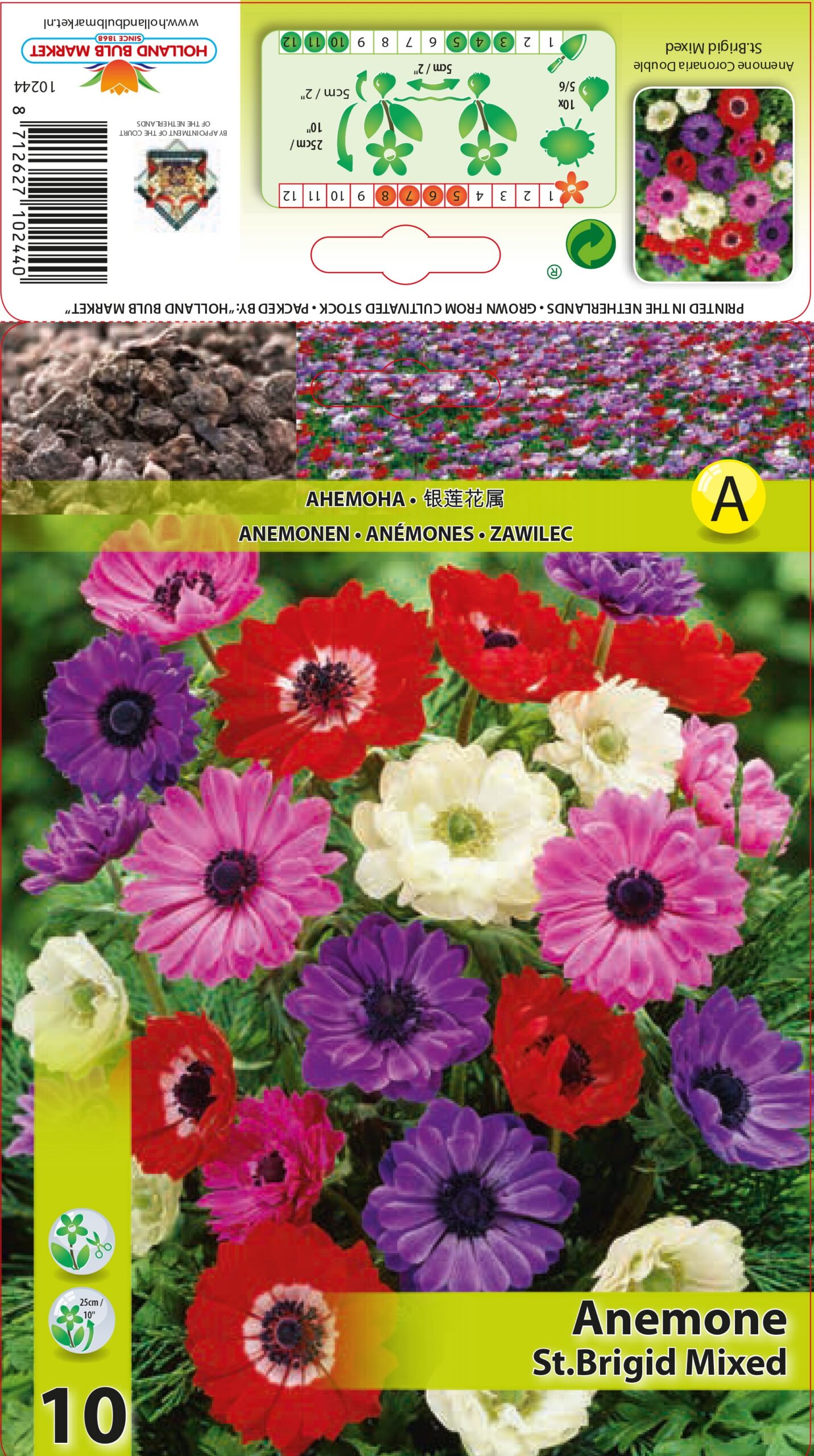 Anemones St. Brigid maisījums 10 gab