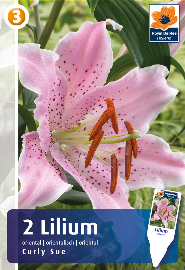 Lilija Curly Sue 2 gab